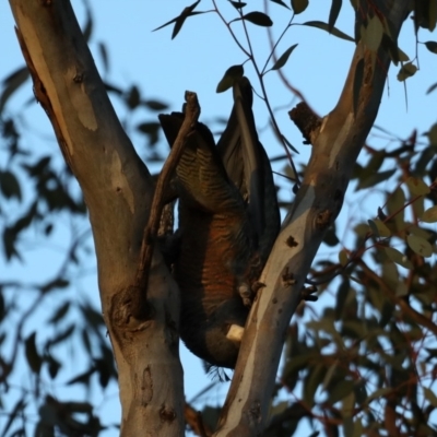 Callocephalon fimbriatum (Gang-gang Cockatoo) at Mount Ainslie - 30 Sep 2019 by jb2602