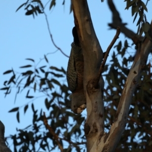 Callocephalon fimbriatum at Ainslie, ACT - 30 Sep 2019