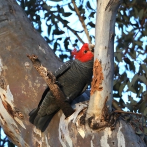 Callocephalon fimbriatum at Ainslie, ACT - 30 Sep 2019