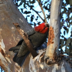 Callocephalon fimbriatum at Ainslie, ACT - 30 Sep 2019