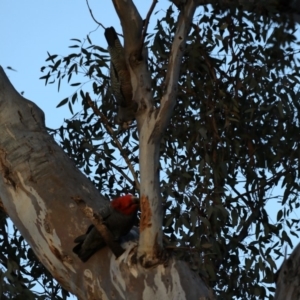 Callocephalon fimbriatum at Ainslie, ACT - 30 Sep 2019