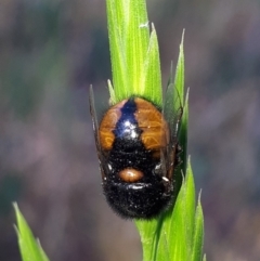 Pterodontia mellii (Hunchback Fly, Small-headed Fly) at Wanniassa, ACT - 31 Oct 2019 by Rin