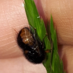 Pterodontia mellii at Wanniassa, ACT - 31 Oct 2019 09:14 AM