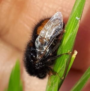 Pterodontia mellii at Wanniassa, ACT - 31 Oct 2019 09:14 AM