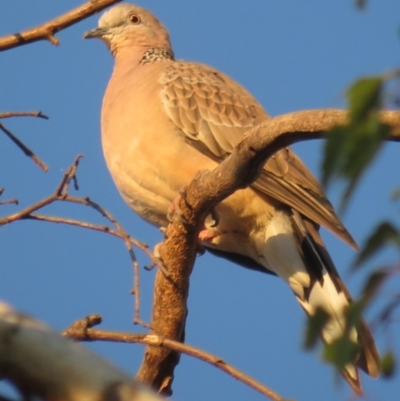 Spilopelia chinensis (Spotted Dove) at Narrabundah, ACT - 23 Oct 2019 by RobParnell