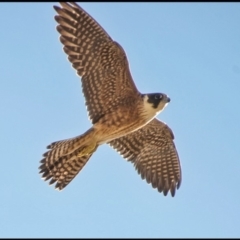 Falco longipennis (Australian Hobby) at Environa, NSW - 18 Apr 2019 by Wandiyali