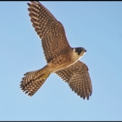 Falco longipennis (Australian Hobby) at Tralee, NSW - 17 Apr 2019 by Wandiyali