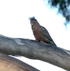 Callocephalon fimbriatum (Gang-gang Cockatoo) at Mount Ainslie - 30 Sep 2019 by jbromilow50