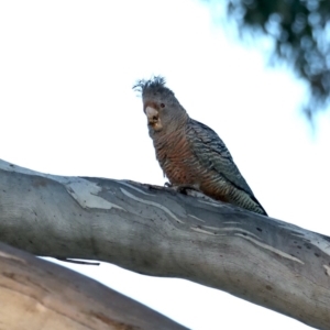 Callocephalon fimbriatum at Ainslie, ACT - 30 Sep 2019