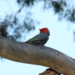 Callocephalon fimbriatum at Ainslie, ACT - 30 Sep 2019