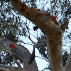 Callocephalon fimbriatum at Ainslie, ACT - 30 Sep 2019