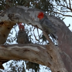 Callocephalon fimbriatum at Ainslie, ACT - 30 Sep 2019