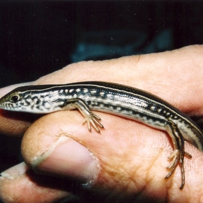 Ctenotus robustus (Robust Striped-skink) at Tuggeranong Hill - 11 Apr 2003 by michaelb