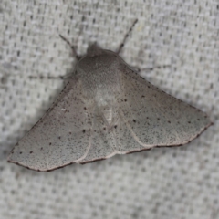 Oenochroma subustaria (Grey Wine Moth) at O'Connor, ACT - 30 Oct 2019 by ibaird