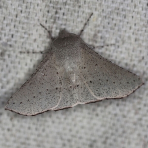 Oenochroma subustaria at O'Connor, ACT - 30 Oct 2019 08:56 PM