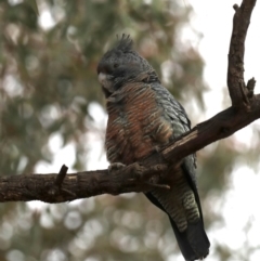 Callocephalon fimbriatum (Gang-gang Cockatoo) at Ainslie, ACT - 5 Oct 2019 by jb2602