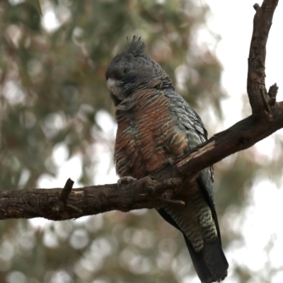 Callocephalon fimbriatum (Gang-gang Cockatoo) at Ainslie, ACT - 5 Oct 2019 by jb2602