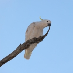 Cacatua galerita (Sulphur-crested Cockatoo) at Mount Ainslie - 5 Oct 2019 by jbromilow50