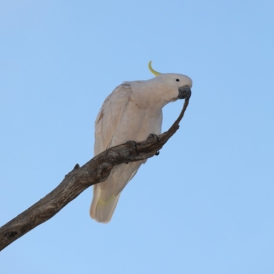 Cacatua galerita (Sulphur-crested Cockatoo) at Mount Ainslie - 5 Oct 2019 by jb2602