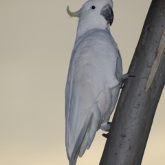 Cacatua galerita at Ainslie, ACT - 5 Oct 2019