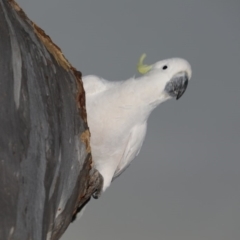 Cacatua galerita at Ainslie, ACT - 5 Oct 2019 05:55 PM