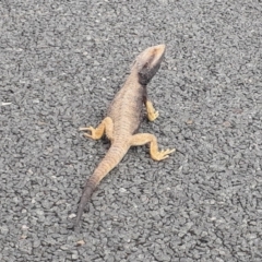 Pogona barbata (Eastern Bearded Dragon) at Bonython, ACT - 30 Oct 2019 by Pjoywimpenny