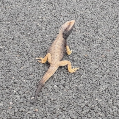 Pogona barbata (Eastern Bearded Dragon) at Bonython, ACT - 30 Oct 2019 by Pjoywimpenny