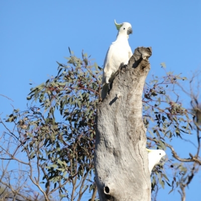 Cacatua galerita (Sulphur-crested Cockatoo) at Mount Ainslie - 18 Oct 2019 by jb2602
