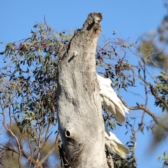 Cacatua galerita at Ainslie, ACT - 18 Oct 2019 05:30 PM