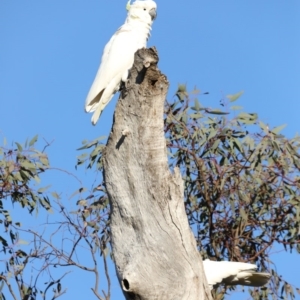 Cacatua galerita at Ainslie, ACT - 18 Oct 2019 05:30 PM