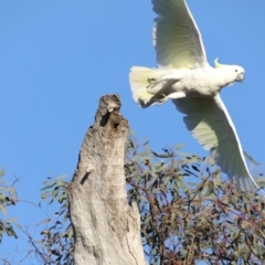 Cacatua galerita at Ainslie, ACT - 18 Oct 2019 05:30 PM