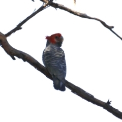 Callocephalon fimbriatum (Gang-gang Cockatoo) at Mount Ainslie - 18 Oct 2019 by jbromilow50