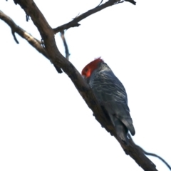 Callocephalon fimbriatum at Ainslie, ACT - 18 Oct 2019