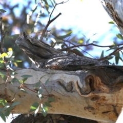 Podargus strigoides (Tawny Frogmouth) at Ainslie, ACT - 18 Oct 2019 by jb2602