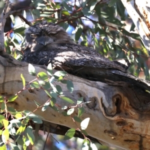 Podargus strigoides at Ainslie, ACT - 18 Oct 2019