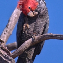 Callocephalon fimbriatum (Gang-gang Cockatoo) at Symonston, ACT - 31 Oct 2019 by Marthijn