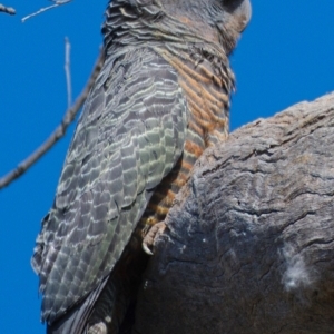 Callocephalon fimbriatum at Symonston, ACT - suppressed