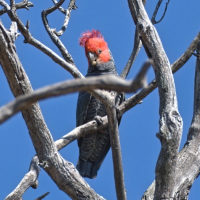 Callocephalon fimbriatum (Gang-gang Cockatoo) at Symonston, ACT - 31 Oct 2019 by Marthijn