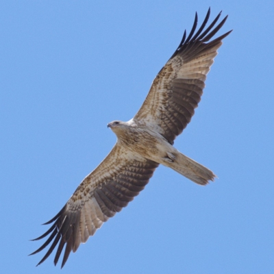 Haliastur sphenurus (Whistling Kite) at Fyshwick, ACT - 31 Oct 2019 by Marthijn