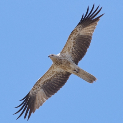 Haliastur sphenurus (Whistling Kite) at Jerrabomberra Wetlands - 31 Oct 2019 by Marthijn
