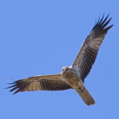 Haliastur sphenurus at Fyshwick, ACT - 31 Oct 2019