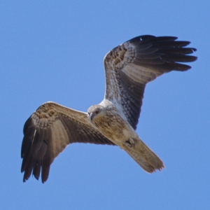 Haliastur sphenurus at Fyshwick, ACT - 31 Oct 2019