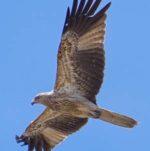 Haliastur sphenurus at Fyshwick, ACT - 31 Oct 2019