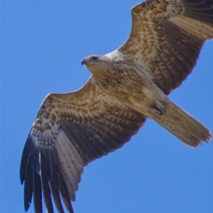 Haliastur sphenurus at Fyshwick, ACT - 31 Oct 2019