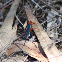 Lissopimpla excelsa (Orchid dupe wasp, Dusky-winged Ichneumonid) at Red Hill, ACT - 31 Oct 2019 by LisaH