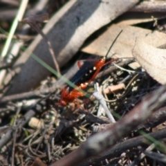 Lissopimpla excelsa at Red Hill, ACT - 31 Oct 2019 12:24 PM