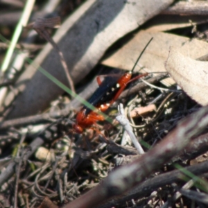 Lissopimpla excelsa at Red Hill, ACT - 31 Oct 2019 12:24 PM