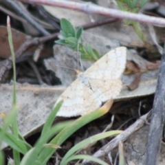 Scopula rubraria (Reddish Wave, Plantain Moth) at Red Hill Nature Reserve - 31 Oct 2019 by LisaH