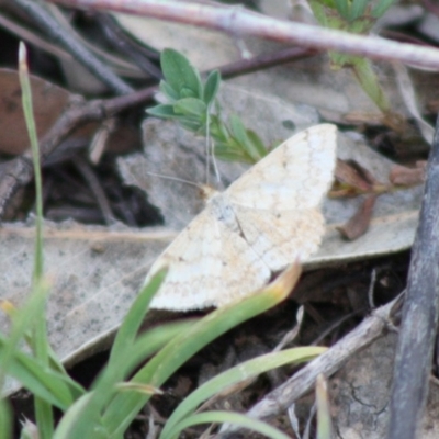 Scopula rubraria (Reddish Wave, Plantain Moth) at Deakin, ACT - 31 Oct 2019 by LisaH