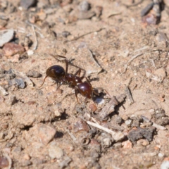 Papyrius nitidus (Shining Coconut Ant) at Symonston, ACT - 30 Oct 2019 by Marthijn